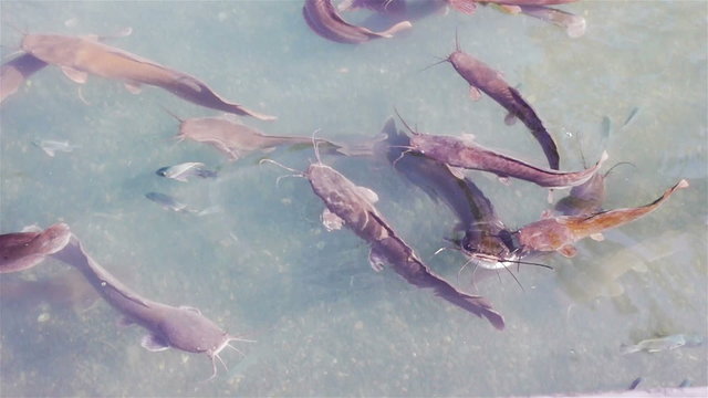 Many catfishes at Jordan river in Israel