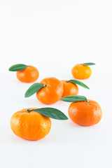 Mandarin orange, Citrus reticulata