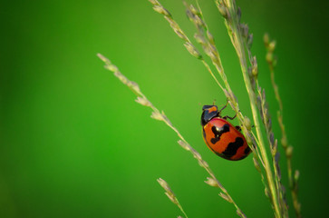 Fototapeta premium close up photo of ladybird with natural green background