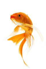 Fototapeta premium Golden Koi Fish