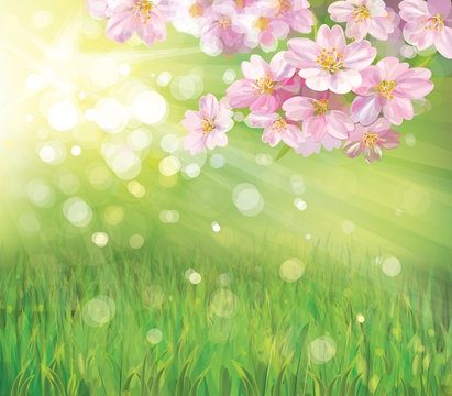Vector of spring blossoming tree on green background.