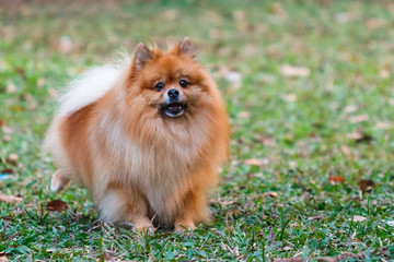 Pomeranian doing the symbol to declare its territory