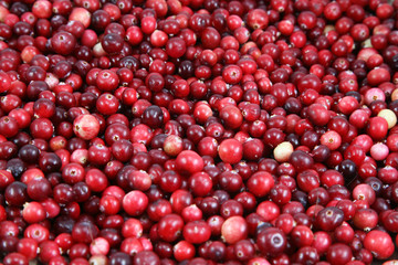 A lot of cranberries