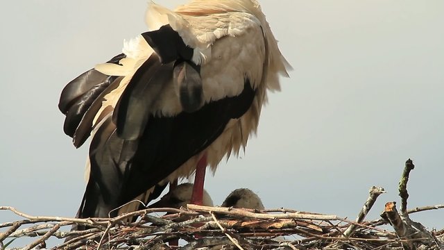 Storchennest