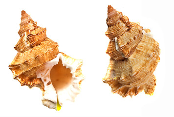Obraz na płótnie Canvas seashell isolated on white background