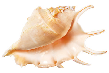 seashell isolated on white background