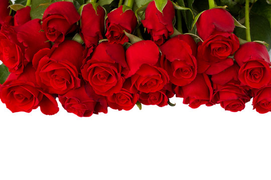 border of fresh red  roses