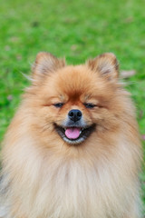 Pomeranian on green grass