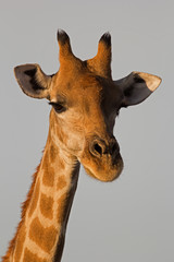 Obraz premium Close-up of Giraffe head and neck; Giraffa camelopardalis