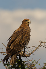 Tawny eagle perched on top of tree;; Aquila rapax