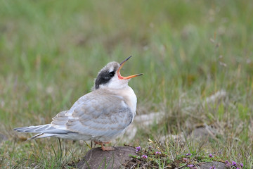 Juvenile Arctic Tern screaming for food.