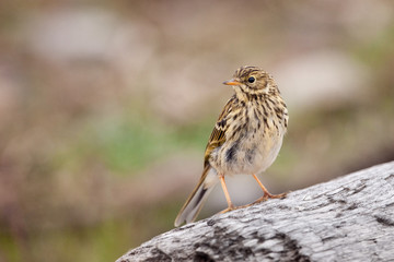 Meadow Pipit