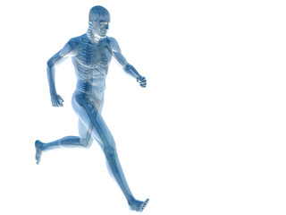Fototapeta na wymiar High resolution conceptual human for anatomy,medicine and health