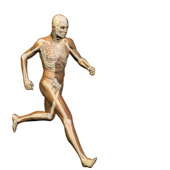 Fototapeta na wymiar High resolution conceptual human for anatomy,medicine, health