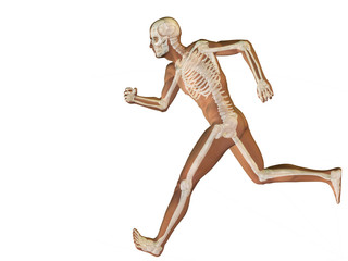 High resolution conceptual human for anatomy,medicine, health