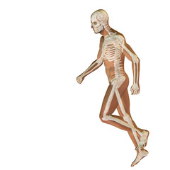 High resolution conceptual human for anatomy,medicine, health