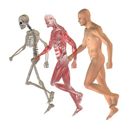 High resolution conceptual human for anatomy,medicine, health