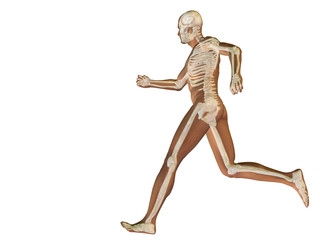 High resolution conceptual human for anatomy,medicine, health