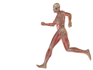 High resolution conceptual human for anatomy,medicine, health