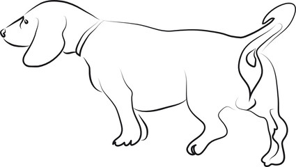 Hunderasse - Dachshund - Dackel - Jagdhund