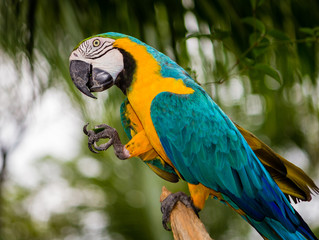 Parrot Macaw