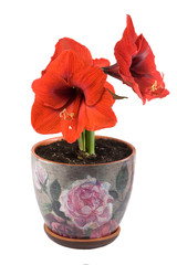 Hippeástrum red flower in a pot