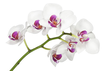 Flowers orchids on a white background