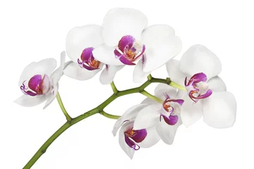 Deurstickers Orchidee Bloemen orchideeën op een witte achtergrond