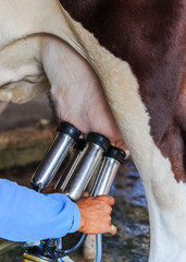 Worker connecting the milking machine to udders of a cow