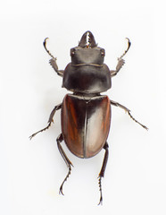 Lucanus