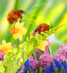 Marienkäfer mit Wassertropfen