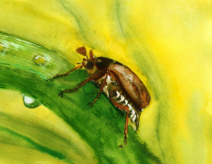 Cockchafer