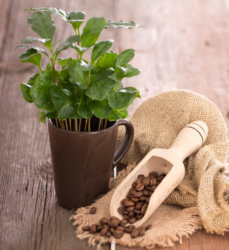 Coffee arabica beans in an old wooden scoop, green leaf