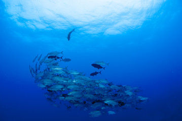 Fototapeta na wymiar 海底のギンガメアジの群れ