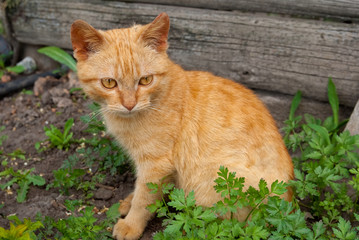 Naklejka na ściany i meble czerwony kot usiąść na trawie