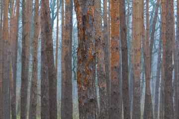 Obraz premium pine tree forest in a blue mist