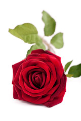 einzelne rote Rose