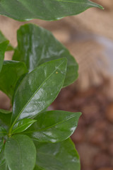 Closeup of green leaves coffee