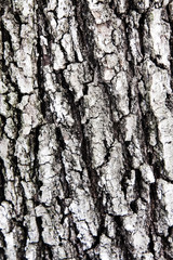 Bark texture