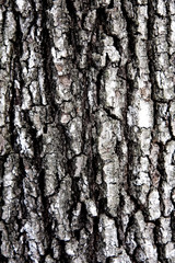 Obraz premium bark texture