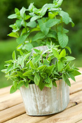 fresh mint