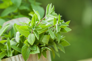 fresh mint