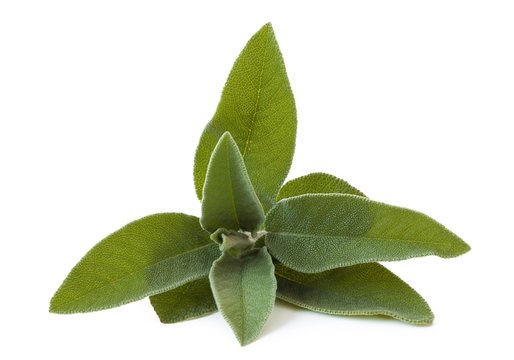 fresh sage leaves isolated on white background