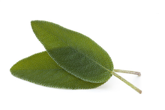 Fresh sage leaves isolated on white background_II