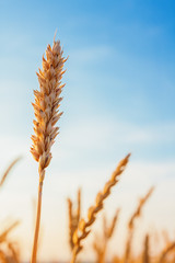 Wheat ear and blue sky