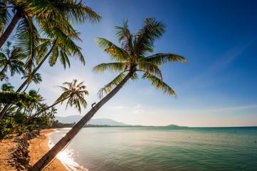 Fototapeta na wymiar Coconut tree at the beach