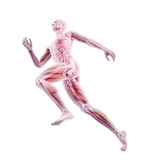 Obrazy na Szkle  Anatomia sportowa - biegacz