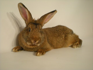 rabbit © Reklamatic