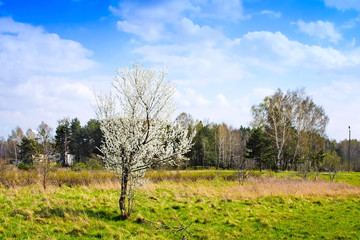 Fototapeta premium Early signs of spring