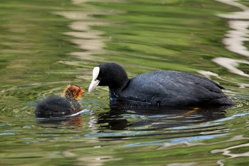 European coot feeding it's chicken on a lake